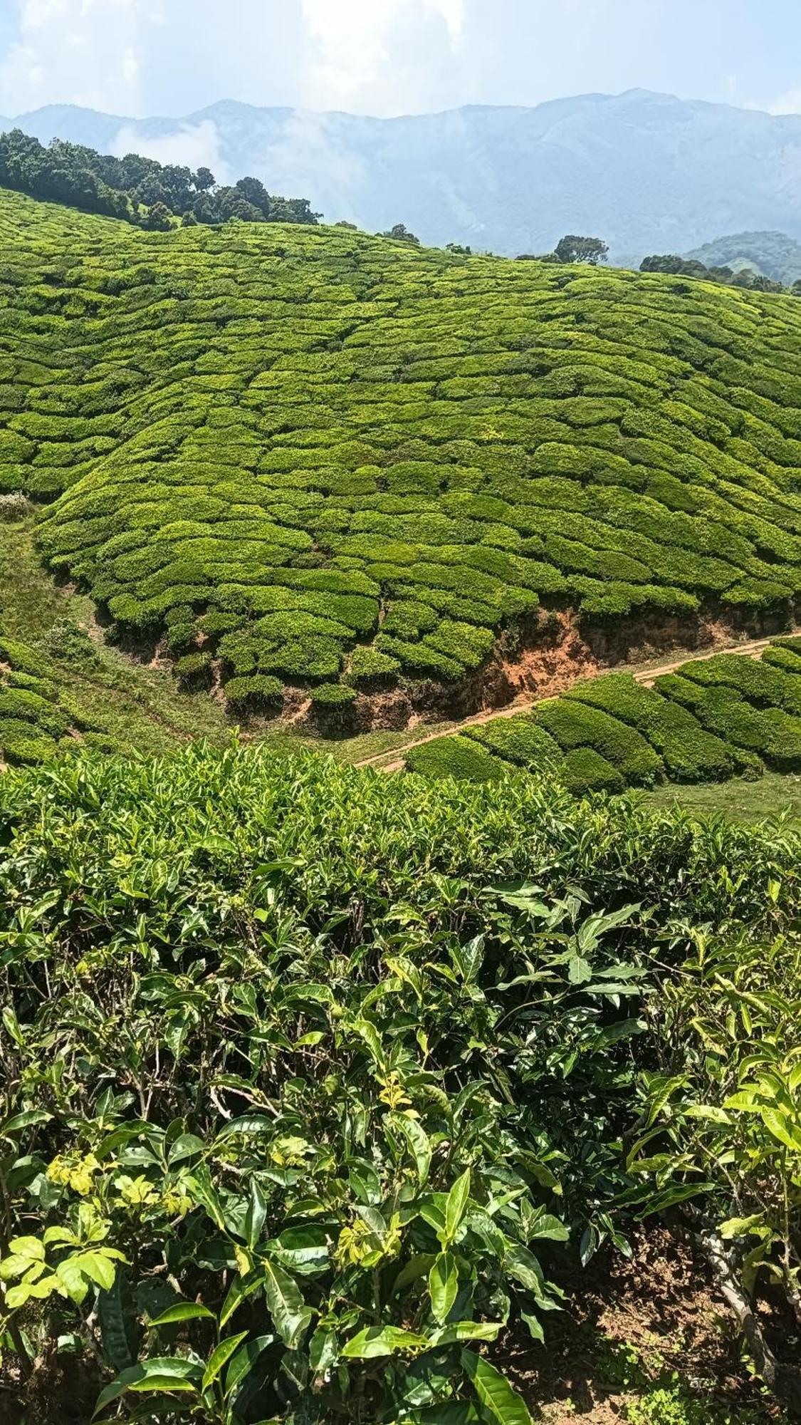 Mount Mist Villa Munnar Ngoại thất bức ảnh